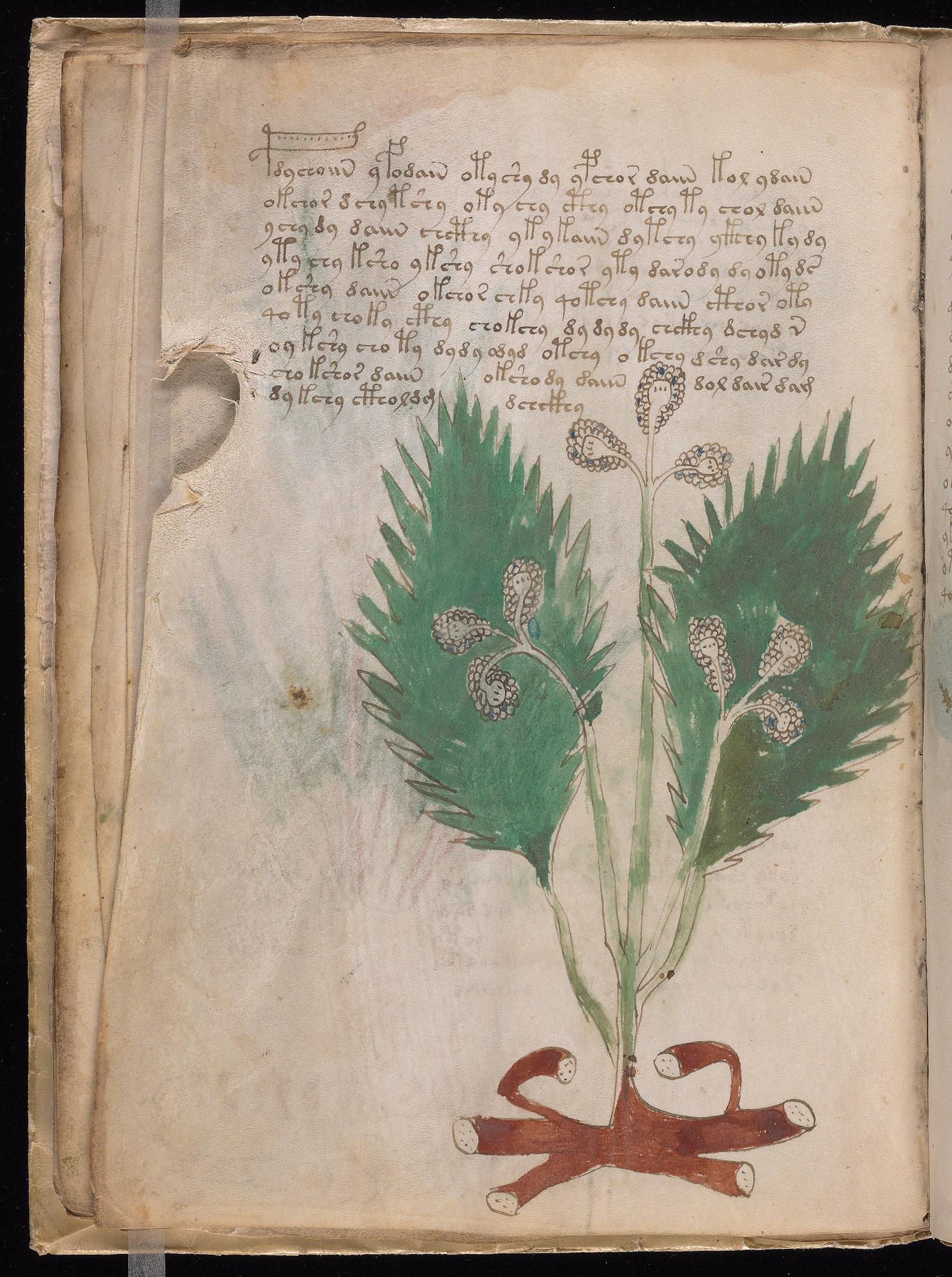 Herbal Page 26